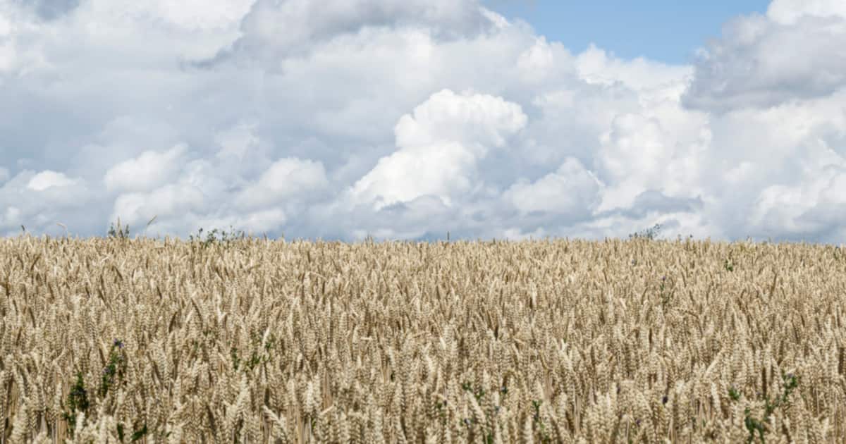L&rsquo;agriculture suisse a vécu une année de contrastes