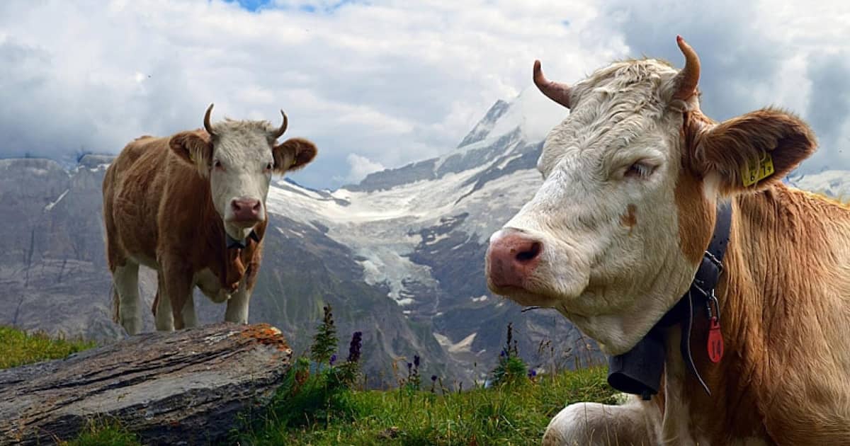 Combien gagnent vraiment les paysans suisses?