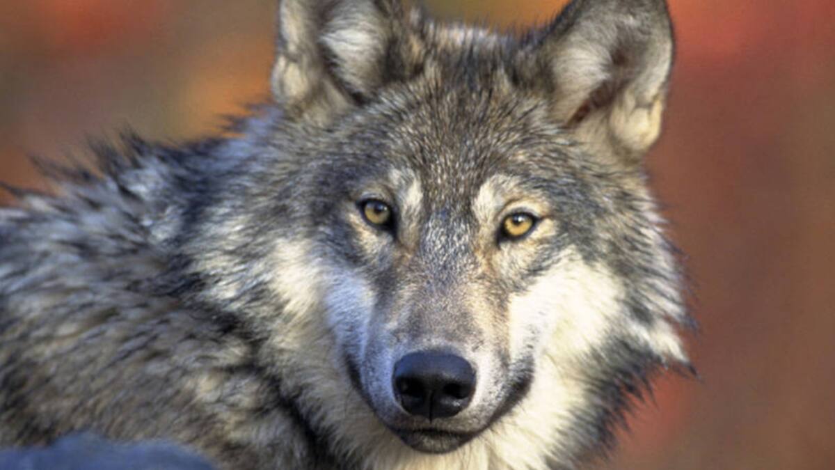 Des scientifiques tessinois testent des colliers anti-loups