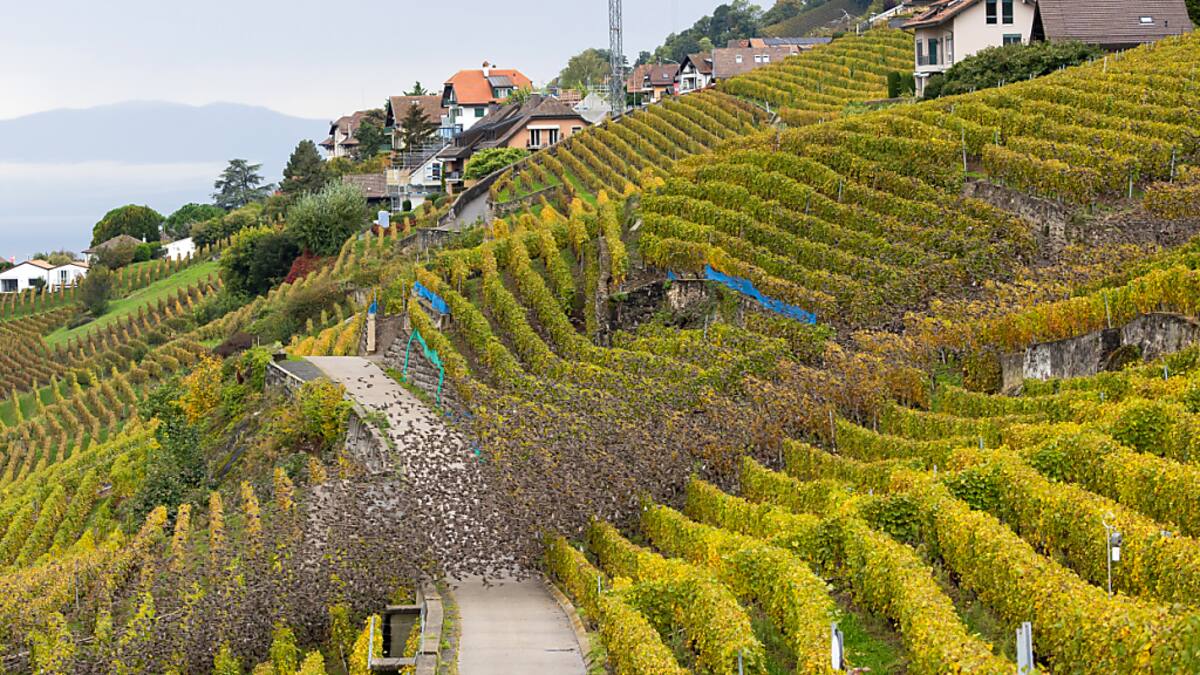 Mauvaise récolte 2024 dans les vignes suisses