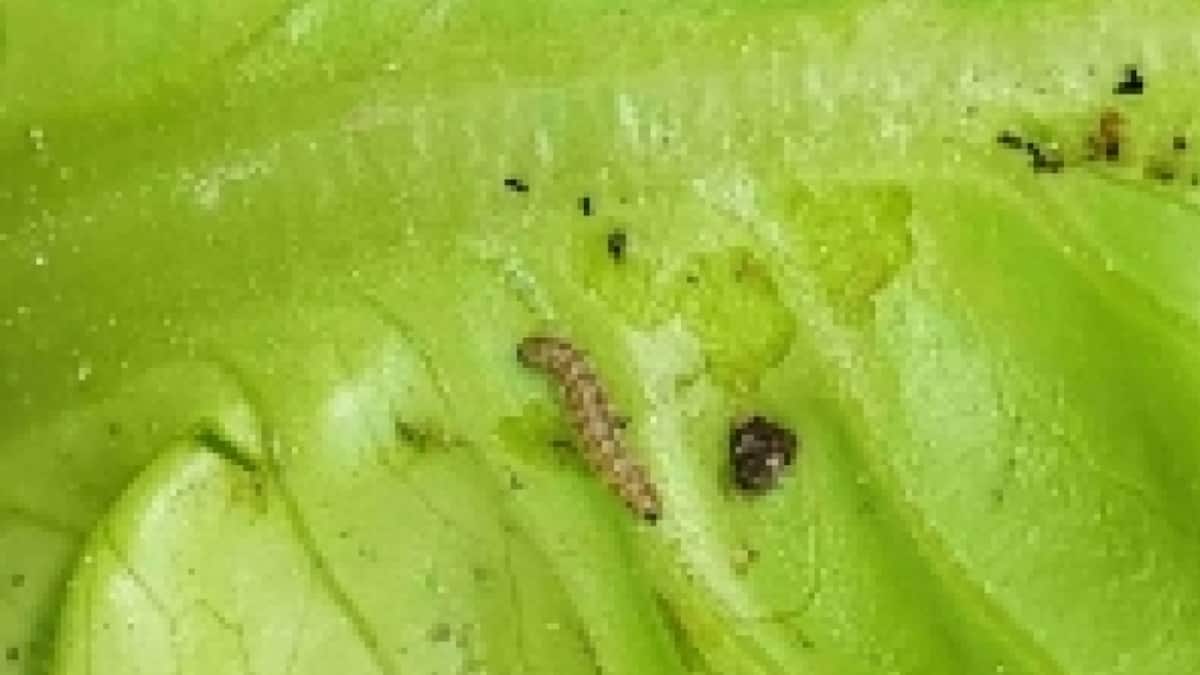 Un parasite tropical se déplace de la Suisse vers l’Allemagne