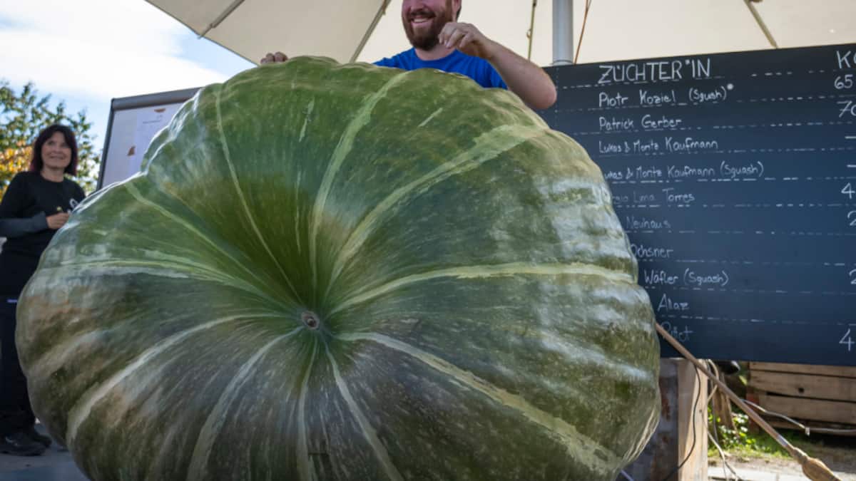 La citrouille la plus lourde de Suisse pèse 766 kilos