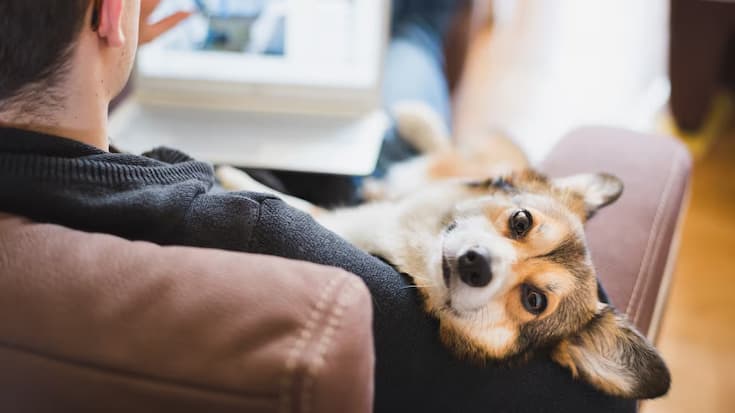 Voilà pourquoi les chiens ont leur place au bureau
