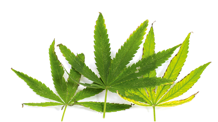 file711vlxwh15312tgz71f1