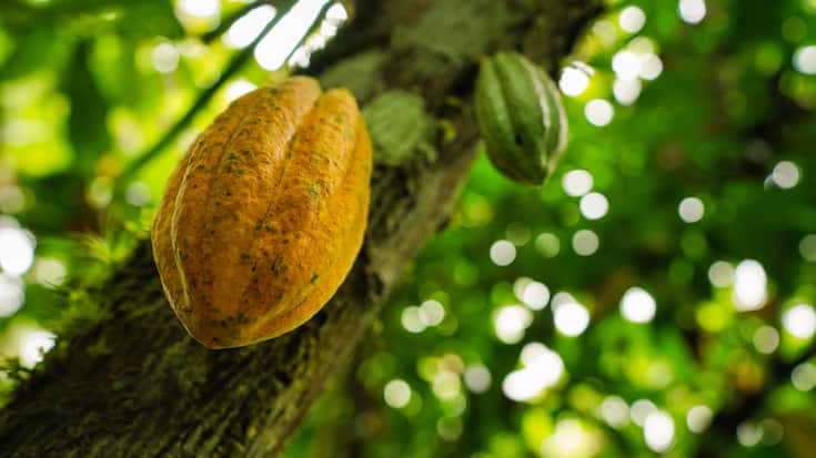 Une cosse de cacao jaune suspendue à un arbre, vue d'en bas
