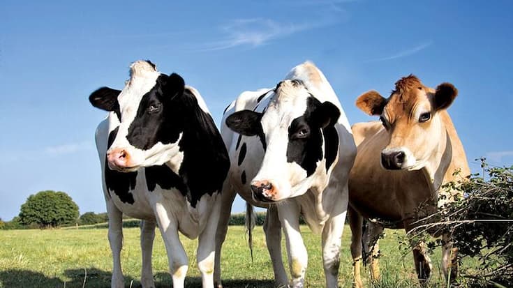 file71kuq6f43ucifkcjl6v