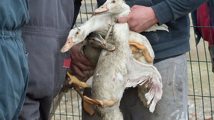 L'importation de foie gras devrait être interdite en Suisse. Le National a lancé un signal clair lundi en adoptant une motion UDC à ce sujet (illustration).