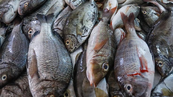 Dans le détail, 51% débarquements sont issus de populations de poissons considérées comme en bon état ou reconstituables, 33% sont surpêchées et 2% effondrées, le reste (24%) étant non évalué ou non classifié.