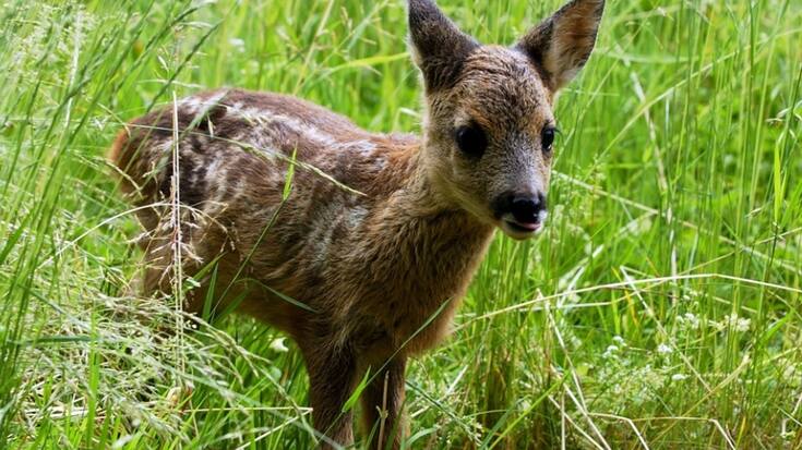 Après leur naissance, les faons cherchent souvent un endroit où se coucher dans les hautes herbes, généralement dans les prairies. Lorsqu'ils sont découverts, ils restent figés. Ce n'est qu'à partir de la troisième semaine qu'ils tentent de s'enfuir pour se mettre en sécurité (archives).