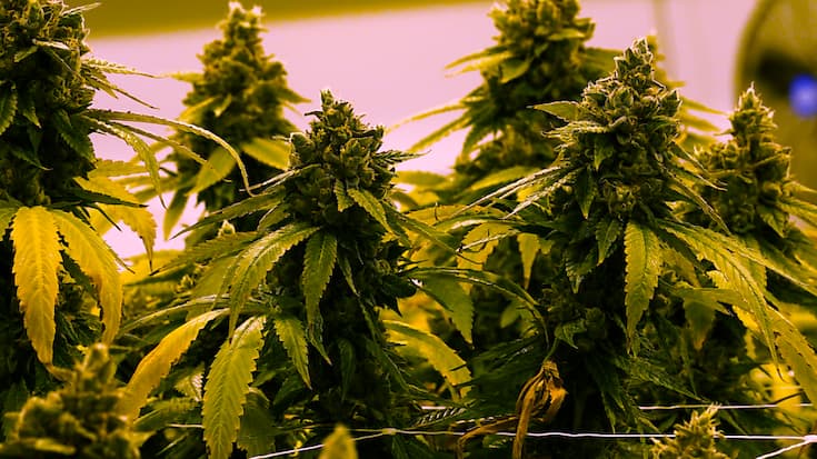 Selon la police espagnole, il s'agit d'une saisie record.