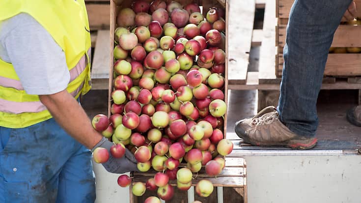 La récolte de pommes sera plus précoce cette année. Cela s'explique par les températures élevées de l'été. (Archives)