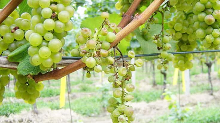 Les ceps de vigne touchés par la flavescence dorée doivent être enlevés et détruits.