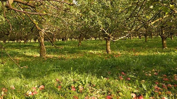 En raison de la sécheresse persistante cet été, une bonne partie des pommes et des poires sont tombées prématurément.