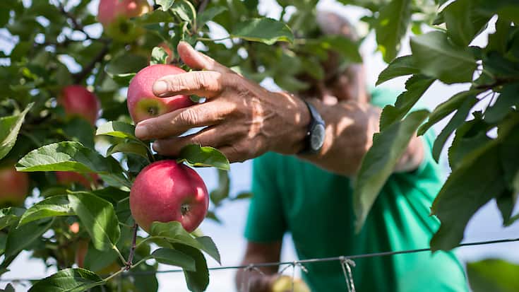 La récolte des pommes et des poires s'annonce bonne cette année (archives).