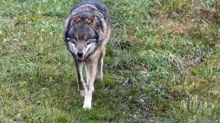 La Suisse compte aujourd&#8217;hui près de 180 loups et au moins 17 meutes (archives).