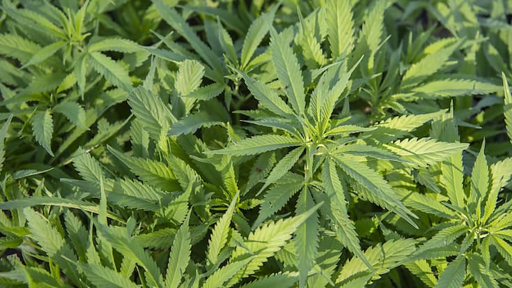 Des résidus de produits phytosanitaires sur le cannabis fourni par l'entreprise mandatée obligent les autorités de Bâle-Ville à reporter le lancement de la vente contrôlée de produits cannabiques stupéfiants en pharmacie (photo symbolique).