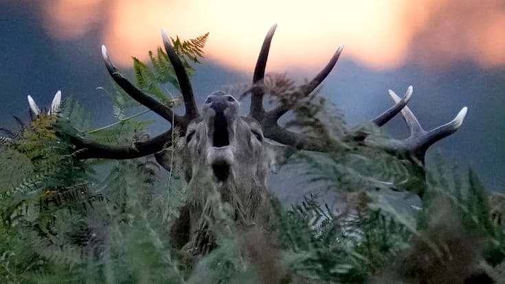 Le chasseur a confondu un de ses acolytes avec le cerf qu'ils chassaient (Photo d'illustration).