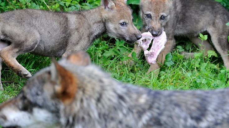 Le nombre de loups vivant en Suisse a doublé en trois ans (archives).