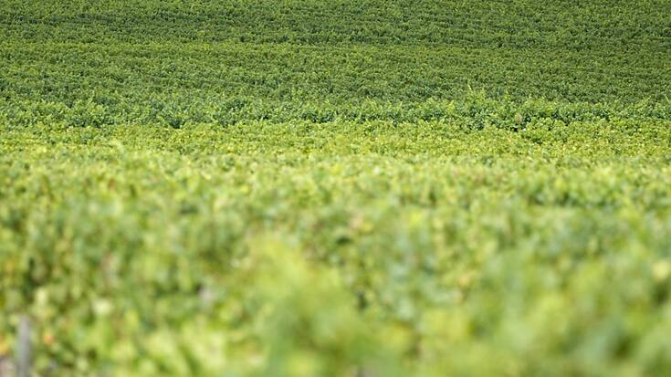 Le Bordelais plaît moins aux jeunes. Des vignerons rescucitent de vieux cépages peu connus arrachés après le gel de 1956.