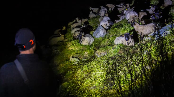 Les bénévoles de l'organisation pour la protection des alpages (OPPAL) aident éleveurs et bergers, la nuit venue, pour protéger par exemple les moutons en estive contre les attaques du loup (archives).