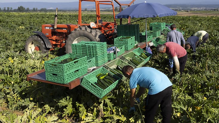 Le revenu agricole total d'une famille paysanne a légèrement augmenté en 2021, pour atteindre 111'300 francs. Les perspectives sont plus sombres pour l'année en cours. (photo symbolique)