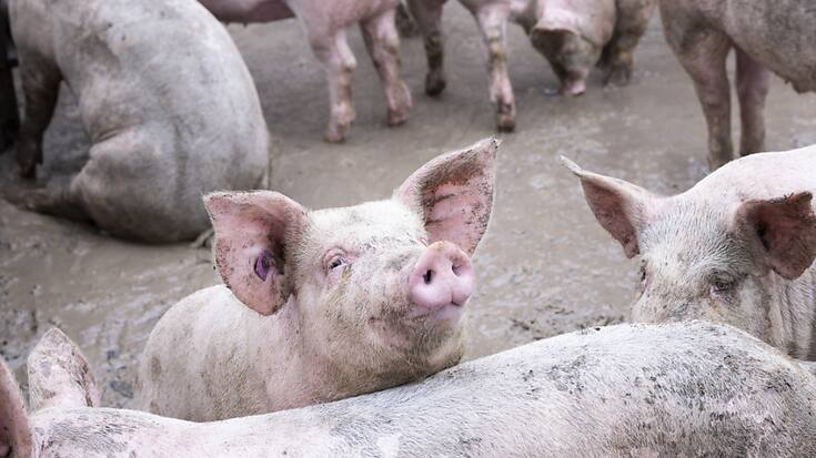 Le projet prévoyait une porcherie avec 1670 cochons (photo symbolique)