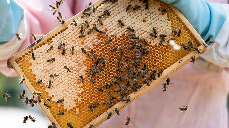 Dans les cantons de Fribourg, Vaud et du Jura, la moyenne par colonie a dépassé les 30 kilos (archives).