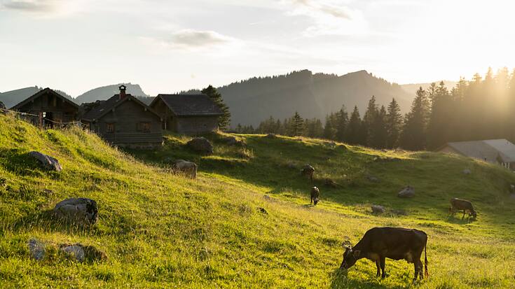 Le secteur agricole pas assez ambitieux dans ses objectifs de réduction des gaz à effet de serre (rapport fédéral).