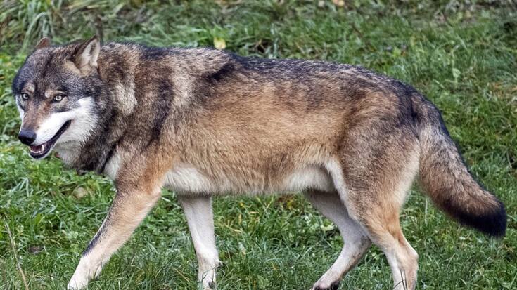 Les Grisons procéderont à d'autres tirs de régulation du loup (image symbolique).