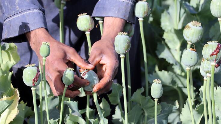 La culture du pavot atteint désormais 233'000 hectares en Afghanistan (archives).