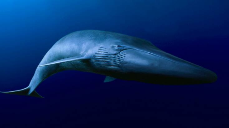 99% des microplastiques pénètrent le corps des baleines parce qu'ils étaient à l'intérieur de leur proie. (archives)