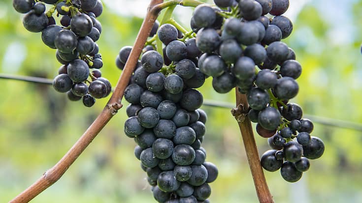 Le réchauffement climatique menace la production de pinot noir dans le canton de Neuchâtel (archives).