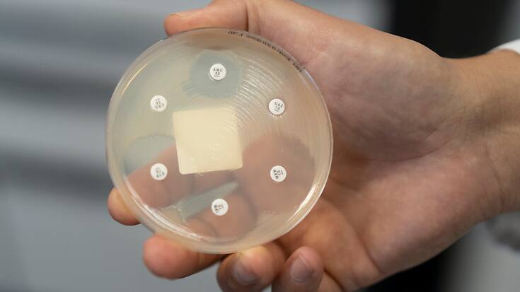 Les antibiotiques sont utilisés avec une relative modération en Suisse (ici des antibiotiques déposés sur un tapis de bactéries).