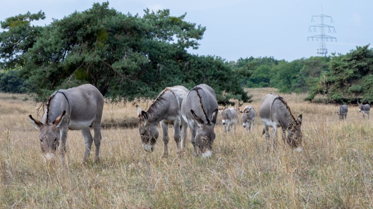 Les ânes ont besoin de leurs congénères pour se sentir à l'aise (archives).