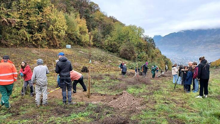 Des pommiers, des poiriers, des pruniers et des cerisiers ont été plantés mardi matin à Montorge, sur les hauts de Sion, là où se trouvaient près de 6000 mètres carrés d'anciennes vignes.