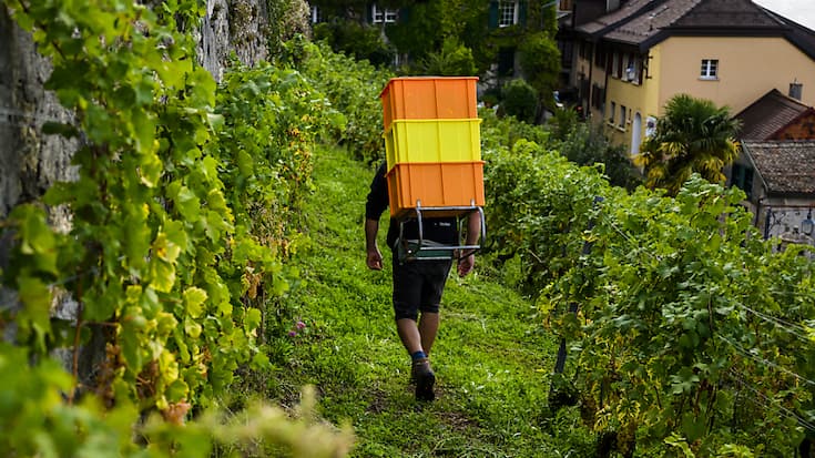 L'Etat de Vaud a précisé jeudi les contours de son plan de relance pour le secteur vitivinicole (photo d'illustration).