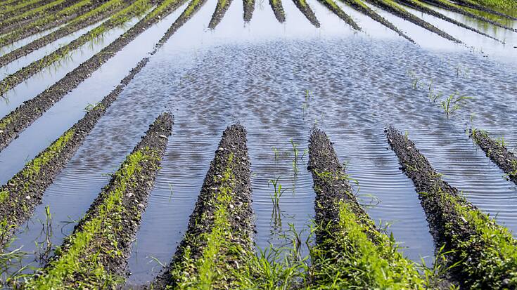 Selon Agroscope, des terres assolées humides en Suisse pourraient être reconverties en rizicultures (archives).