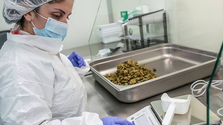 Le cannabis peut soulager des patients souffrant de douleurs chroniques ou de troubles neuropathiques (archives).