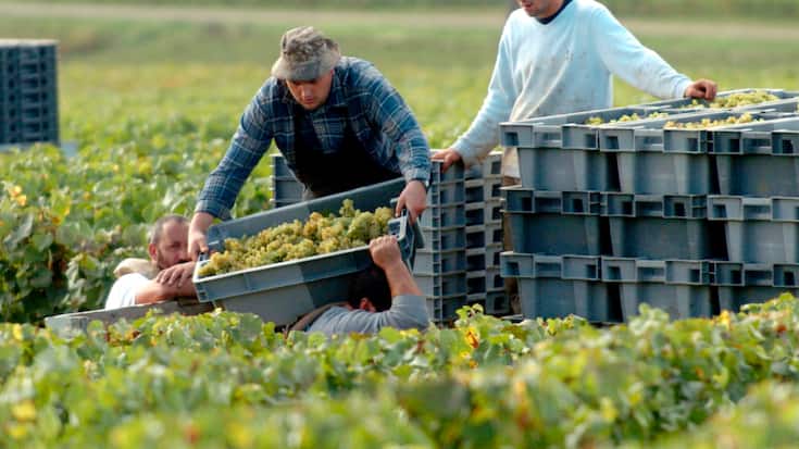 C'est que la récolte a été abondante en 2022 en Bourgogne (archives).