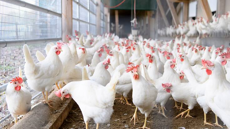 Les détenteurs de volailles doivent veiller à ce que les oiseaux sauvages ne puissent pas accéder aux endroits où s'alimentent et s'abreuvent les volailles, selon les mesures ordonnées par l'OSAV (archives).
