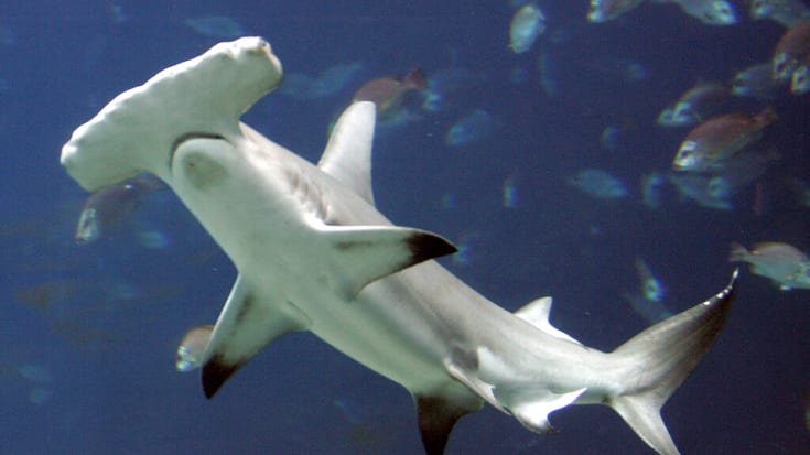 La décision adoptée vendredi concerne notamment des espèces de requins-marteaux (image d'illustration).