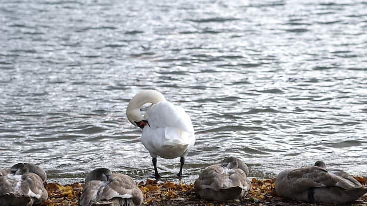 Après le canton de Zurich, le virus de la grippe aviaire vient d'être détecté chez un cygne dans la région de Locarno (image symbolique).