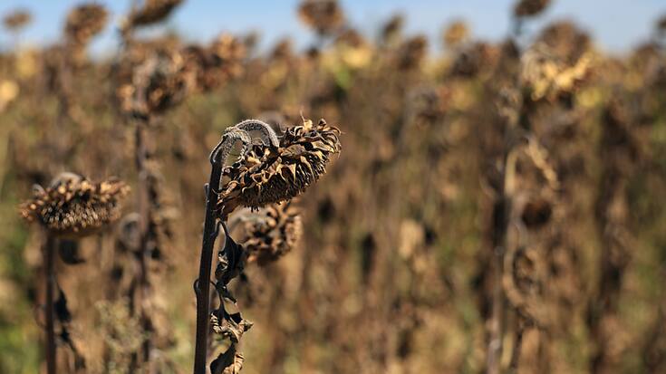 L'année 2022 aura été la plus chaude jamais enregistrée en France. Un avant-goût de ce qui s'annonce comme la norme dans quelques années. (archives)