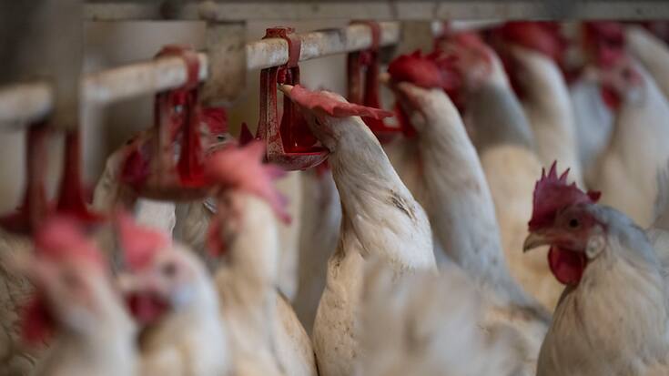 A l'approche des Fêtes en Europe, de nombreux pays ont détecté le virus de la grippe aviaire sur leur sol: la production de viande de volaille et d'oeufs en pâtit, et les prix s'envolent (image symbolique).