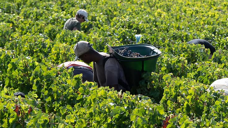 Le Bordelais est le plus grand vignoble AOC de France, avec ses 110'000 hectares cultivés, dont 85% en rouge (archives).