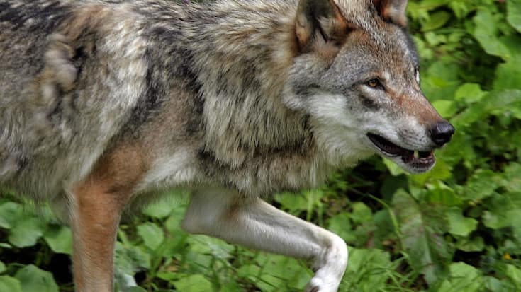 En septembre dernier, Berne avait donné son feu vert au tir de trois jeunes loups de la meute du Marchairuez (VD), en raison d'attaques croissantes sur les troupeaux de bovins (archives).