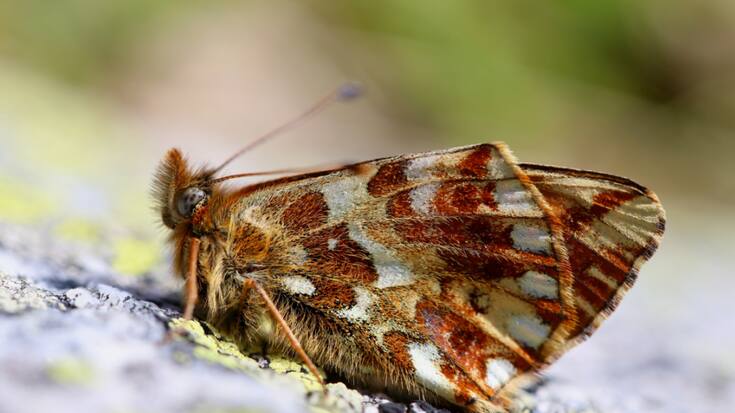 Le nacré subalpin (Boloria pales) est un papillon de jour adapté au froid dont l'aire de distribution a diminué au cours des 40 dernières années.