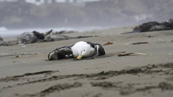 En Europe, le virus de la grippe aviaire ne s'est pas éclipsé à la faveur de l'été dans la faune sauvage, décimant des colonies d'espèces marines protégées. (photo symbolique)