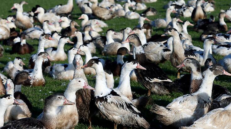 Deux millions de volailles ont été abattues en France en décembre en raison de la grippe aviaire (archives).