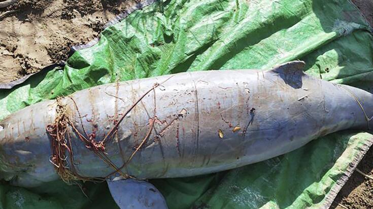 Il s'agit d'empêcher que les dauphins meurent enchevêtrés dans les filets maillants, comme ce malheureux animal retrouvé fin décembre.